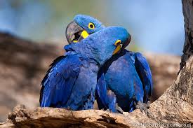 preening macaws